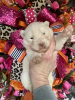 Ghost, a male Siberian Husky for sale in Virginia Beach, VA – Photo 2 of 5