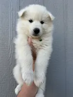 Denali OFA health tested patents , a male Siberian Husky for sale in Virginia Beach, VA – 6 of 7