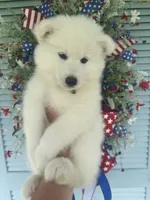 Athena, a female Siberian Husky for sale in Virginia Beach, VA – 6 of 8