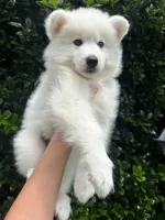 Moose OFA health tested parents, a male Siberian Husky for sale in Virginia Beach, VA – 3 of 8