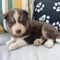 Ryder, a male Siberian Husky for sale in Virginia Beach, VA – 4 of 6