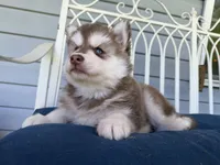 Ryder, a male Siberian Husky for sale in Virginia Beach, VA – 3 of 6