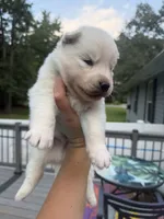 Rio, a male Siberian Husky for sale in Virginia Beach, VA – 4 of 8