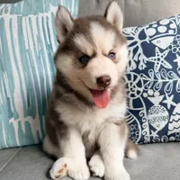 Rayna, a male Siberian Husky for sale in Virginia Beach, VA – 6 of 6