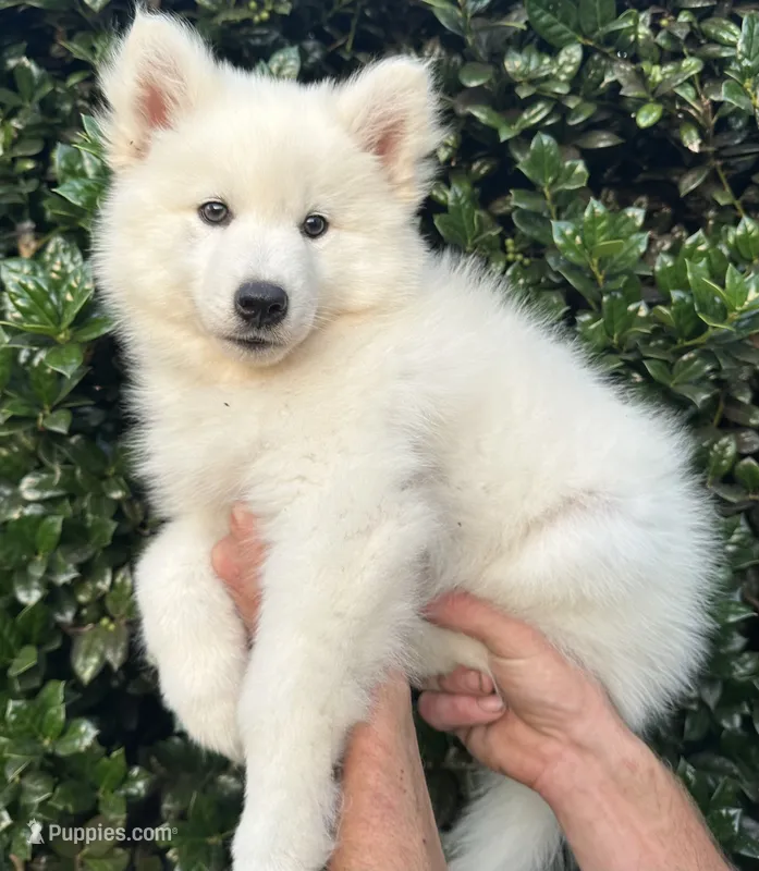 Yeti OFA health tested parents – Siberian Husky puppy for sale in Virginia Beach, VA