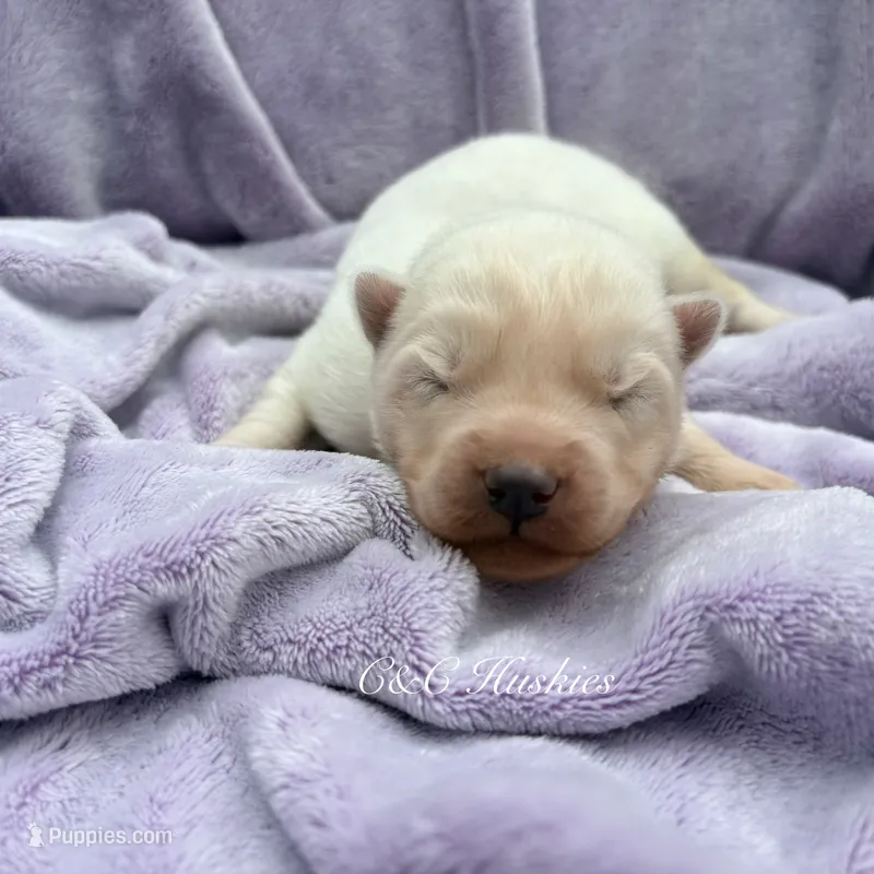 Frosty – Siberian Husky puppy for sale in Virginia Beach, VA