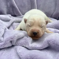 Frosty, a male Siberian Husky for sale in Virginia Beach, VA – 1 of 7