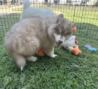 Grayson, a male Siberian Husky for sale in Virginia Beach, VA – 6 of 10