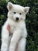 Yeti OFA health tested parents, a male Siberian Husky for sale in Virginia Beach, VA – 6 of 7