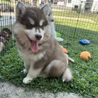 Ember, a male Siberian Husky for sale in Virginia Beach, VA – 3 of 6