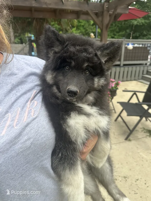 Luna – Siberian Husky puppy for sale in Virginia Beach, VA
