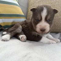 Ranger, a male Siberian Husky for sale in Virginia Beach, VA – 4 of 8