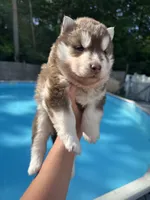 Denver, a male Siberian Husky for sale in Virginia Beach, VA – 4 of 6
