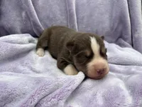 Ranger, a male Siberian Husky for sale in Virginia Beach, VA – 7 of 8