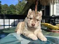 Milo, a male Siberian Husky for sale in Virginia Beach, VA – 3 of 5