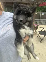 Luna, a female Siberian Husky for sale in Virginia Beach, VA – 6 of 9