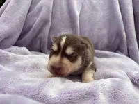 Rubble, a male Siberian Husky for sale in Virginia Beach, VA – 6 of 7