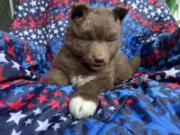 Rubble, a male Siberian Husky for sale in Virginia Beach, VA – 2 of 6