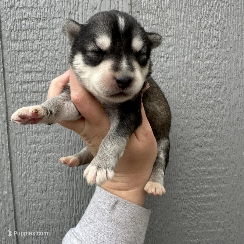 Timber – Siberian Husky puppy for sale in Virginia Beach, VA