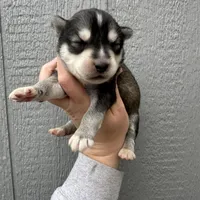 Timber, a male Siberian Husky for sale in Virginia Beach, VA – Photo 1 of 7