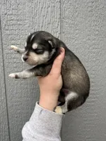 Timber, a male Siberian Husky for sale in Virginia Beach, VA – Photo 4 of 7