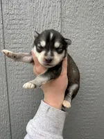 Timber, a male Siberian Husky for sale in Virginia Beach, VA – Photo 3 of 7