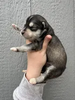 Timber, a male Siberian Husky for sale in Virginia Beach, VA – Photo 6 of 7