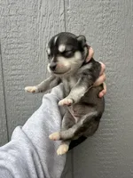 Timber, a male Siberian Husky for sale in Virginia Beach, VA – Photo 5 of 7