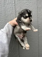Timber, a male Siberian Husky for sale in Virginia Beach, VA – Photo 7 of 7