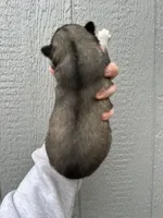 Timber, a male Siberian Husky for sale in Virginia Beach, VA – Photo 2 of 7