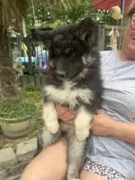 Luna, a female Siberian Husky for sale in Virginia Beach, VA – 2 of 9