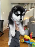 Ryder OFA health tested parents, a male Siberian Husky for sale in Virginia Beach, VA – 4 of 8