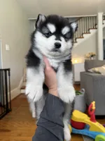 Ryder OFA health tested parents, a male Siberian Husky for sale in Virginia Beach, VA – 3 of 8