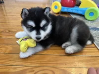 Ryder OFA health tested parents, a male Siberian Husky for sale in Virginia Beach, VA – 8 of 8