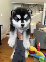 Ryder OFA health tested parents, a male Siberian Husky for sale in Virginia Beach, VA – 5 of 8