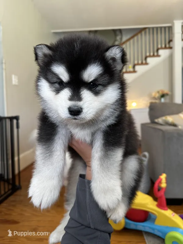 Ryder OFA health tested parents – Siberian Husky puppy for sale in Virginia Beach, VA