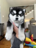 Ryder OFA health tested parents, a male Siberian Husky for sale in Virginia Beach, VA – 2 of 8