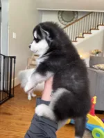 Ryder OFA health tested parents, a male Siberian Husky for sale in Virginia Beach, VA – 6 of 8