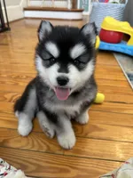 Ryder OFA health tested parents, a male Siberian Husky for sale in Virginia Beach, VA – 7 of 8