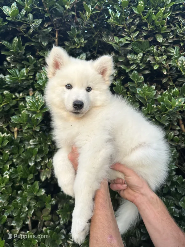 Snow OFA health tested parents – Siberian Husky puppy for sale in Virginia Beach, VA