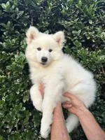 Snow OFA health tested parents, a female Siberian Husky for sale in Virginia Beach, VA – 1 of 5