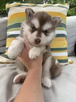 Ruger, a male Siberian Husky for sale in Virginia Beach, VA – 4 of 6