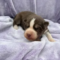 Ranger, a male Siberian Husky for sale in Virginia Beach, VA – 1 of 8