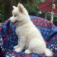 Lilo, a female Siberian Husky for sale in Virginia Beach, VA – 3 of 9
