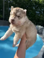 Milo, a male Siberian Husky for sale in Virginia Beach, VA – 4 of 5