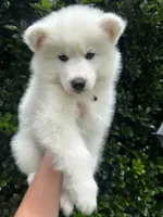 Moose OFA health tested parents, a male Siberian Husky for sale in Virginia Beach, VA – 8 of 8