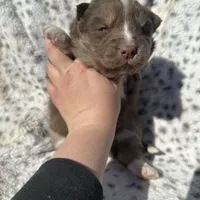 Valentine, a female Siberian Husky for sale in Virginia Beach, VA – Photo 1 of 8