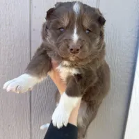 Valentine, a female Siberian Husky for sale in Virginia Beach, VA – Photo 4 of 8