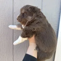 Valentine, a female Siberian Husky for sale in Virginia Beach, VA – Photo 6 of 8