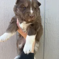 Valentine, a female Siberian Husky for sale in Virginia Beach, VA – Photo 5 of 8